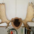 Moose antler mount Moose antler mount